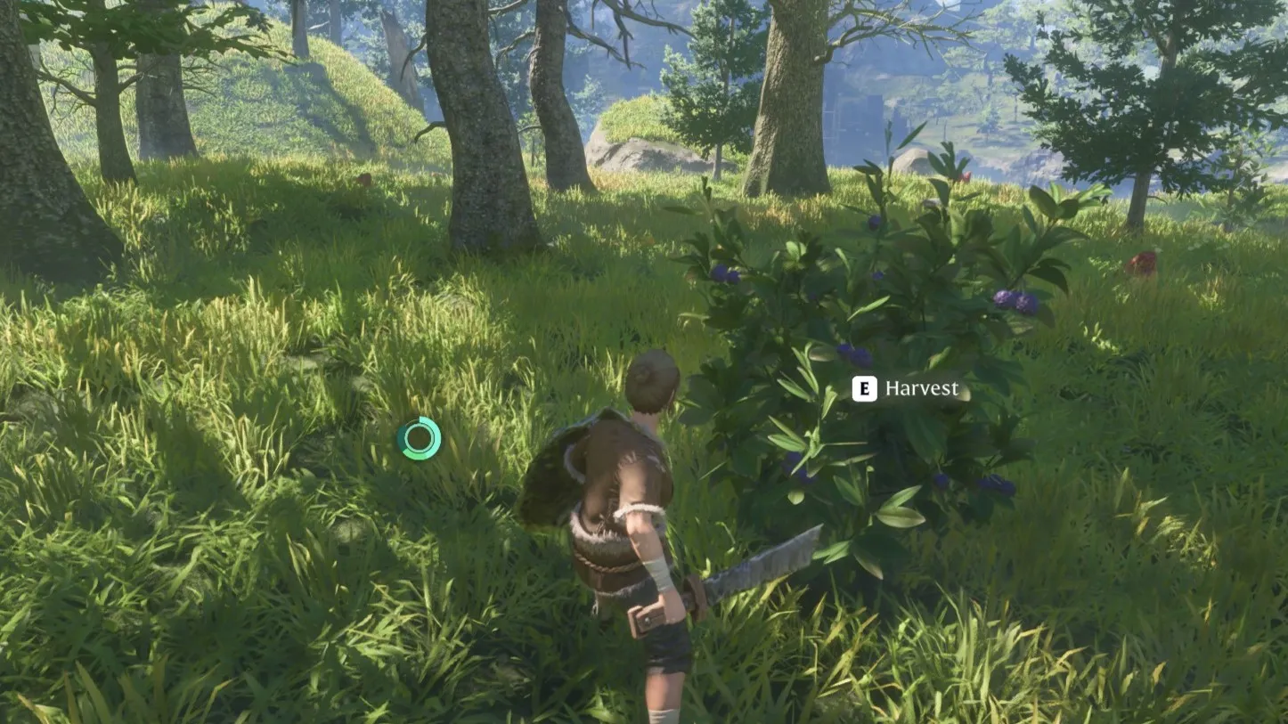 The player looking at a Purple Berry bush.