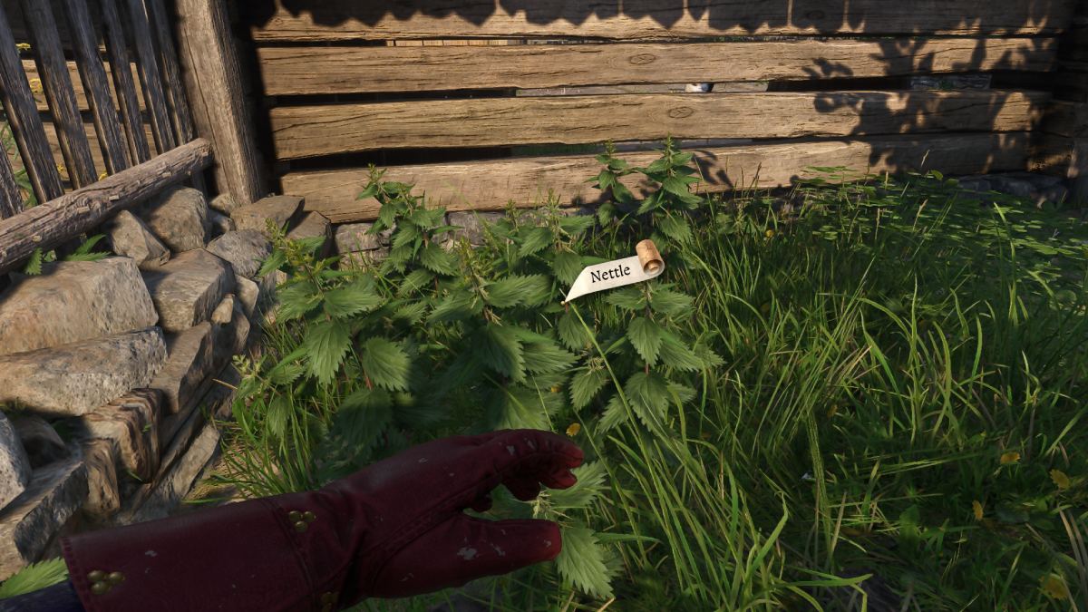 Collecting nettle from a dark green shrub in Kingdom Come: Deliverance 2.